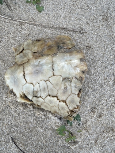 Dermochelys coriacea