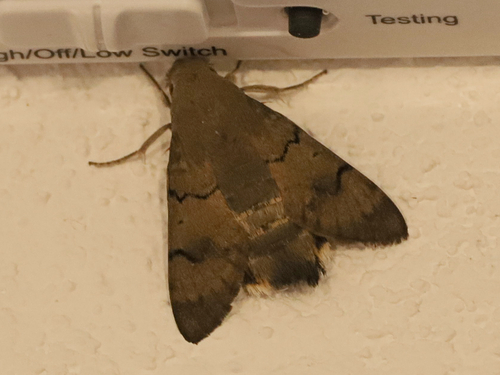 Eurasian Hummingbird Hawkmoth
