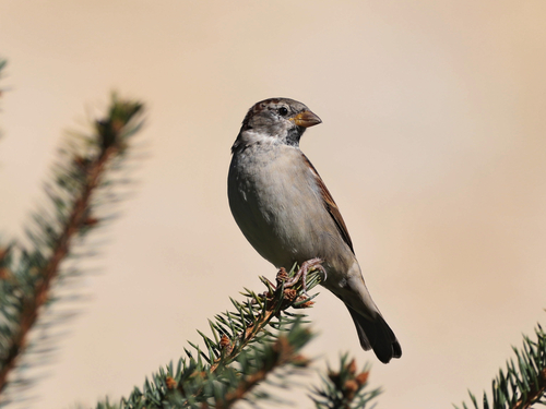 House Sparrow