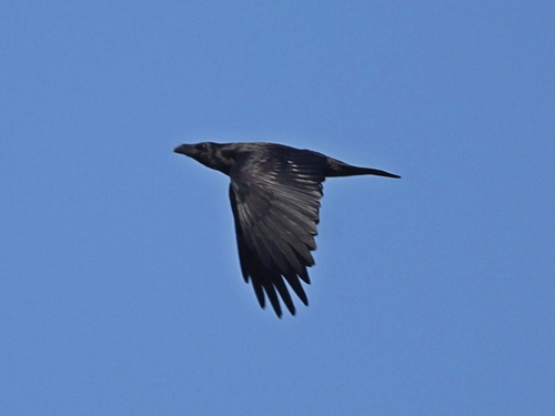 Common Raven
