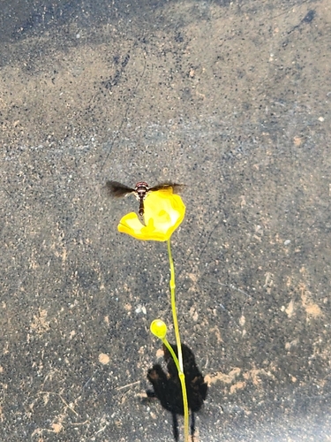 Unknown species found near E Main St & Stephenson Ave, Taylors, SC 29687, USA