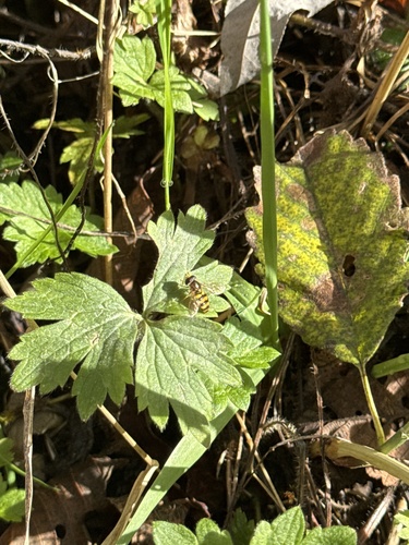 Unknown species found near Woodinville, WA, US