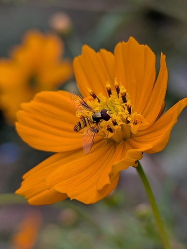 Unknown species found near Stone Mountain, GA 30083, USA