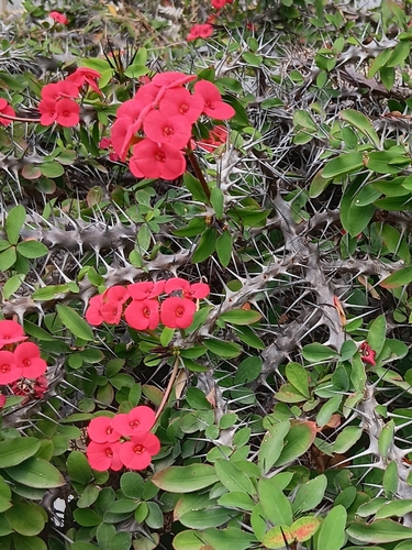 Crown-of-Thorns