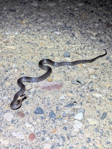 White-crowned Snake sighting