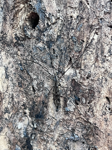Unknown species found near Holly Springs Rd, Cary, NC, US