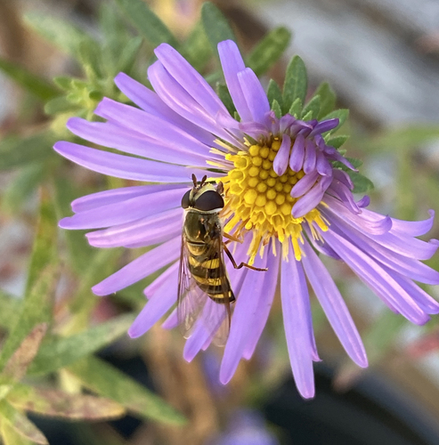 Unknown species found near 5413 Killingworth Way, Columbia, MD