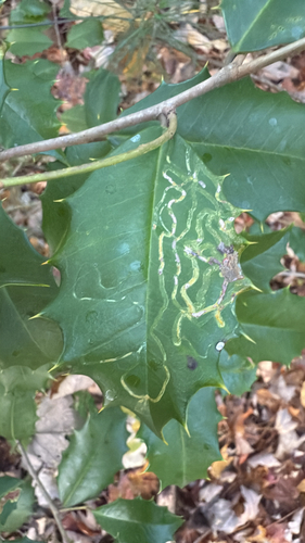 Unknown species found near Westchester County, US-NY, US