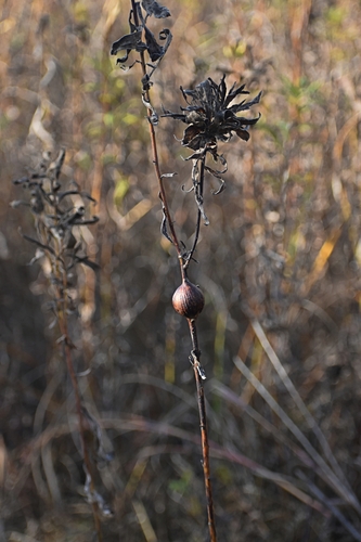 Unknown species found near Lake County, IL, USA