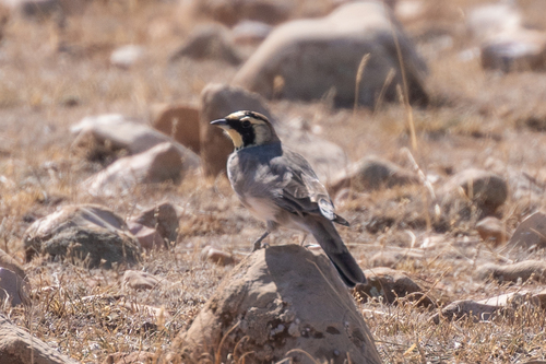 Atlas Horned Lark
