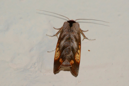 Marthula