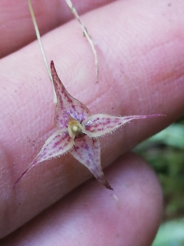 Fugax Orchid