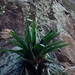 Tillandsia cretacea - Photo (c) alejandro35, todos los derechos reservados, subido por alejandro35