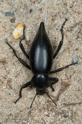 Eleodes acuticauda