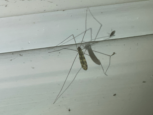 Unknown species found near Glade Rd, Blacksburg, VA, US