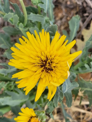 False Sow-thistle