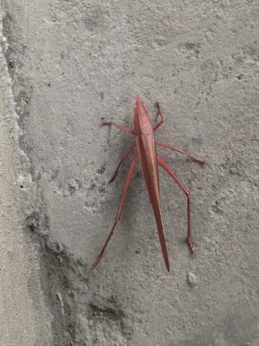 Euconocephalus rosaceus · iNaturalist