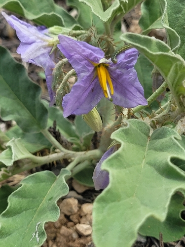 silverleaf nightshade