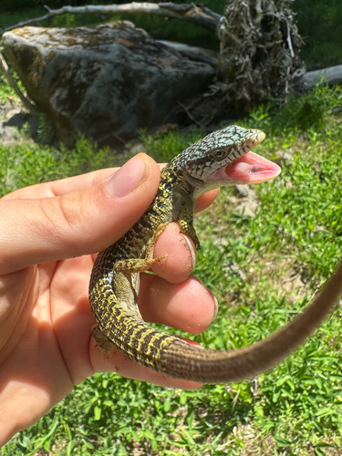 iNaturalist observation photo of Northern Alligator Lizard