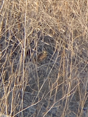 View observation of {o.common_name} on iNaturalist