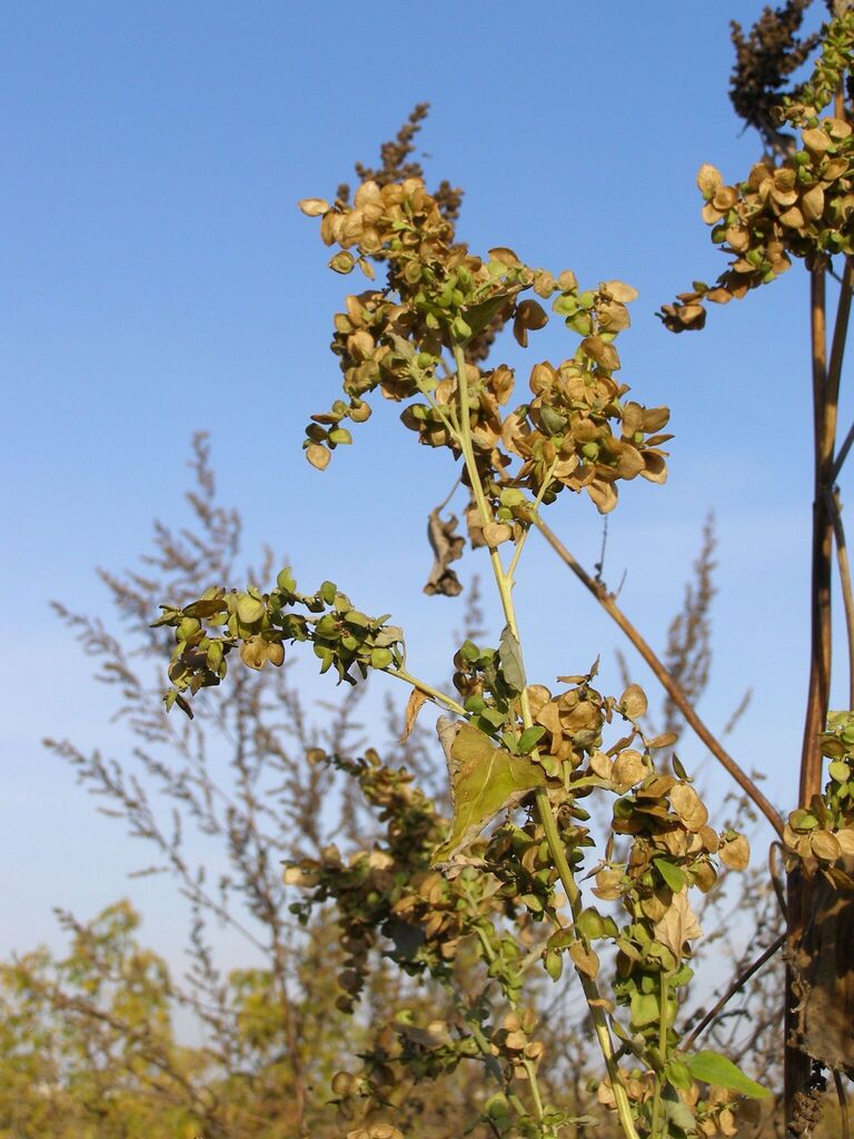 Atriplex hortensis