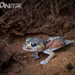 Pilbara Smooth Knob-tailed Gecko - Photo (c) Adam Brice, all rights reserved, uploaded by Adam Brice