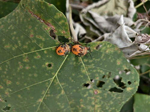 ocellated shield bug