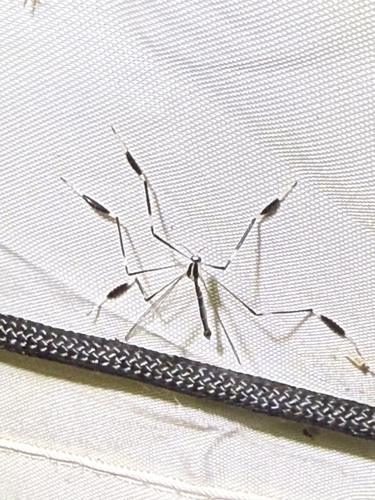 Unknown species found near Rocky Top Dr, Rougemont, NC, US