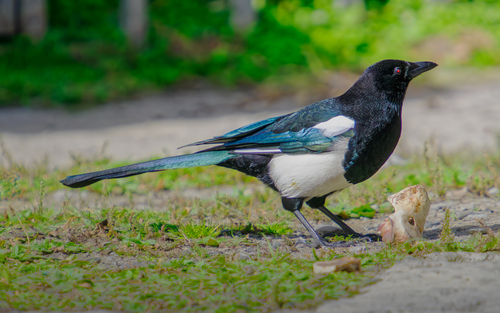 Black-rumped Magpie