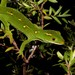 Naultinus elegans - Photo 由 Timothy Harker 所上傳的 (c) Timothy Harker，保留所有權利