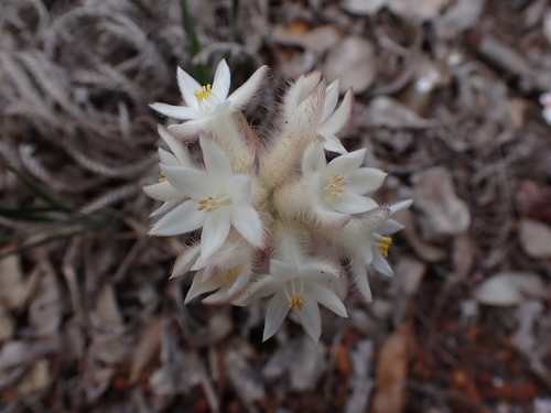 Conostylis setosa (Conostylis setosa)