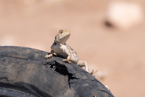 Bibron's Agama