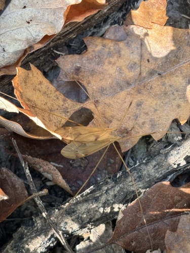 Unknown species found near Swope Park, Kansas City, MO, US