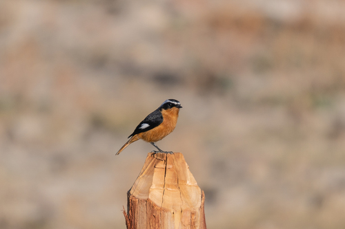 Moussier's Redstart