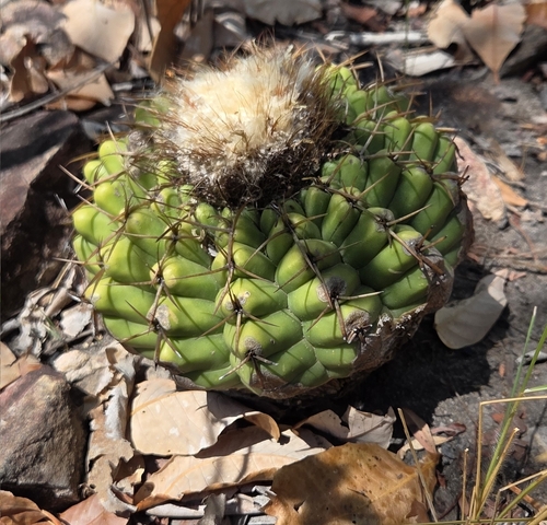 Discocactus fariae-peresii