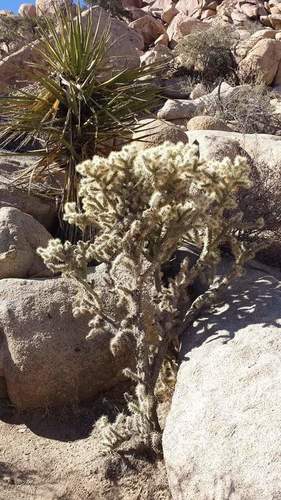 Silver Cholla