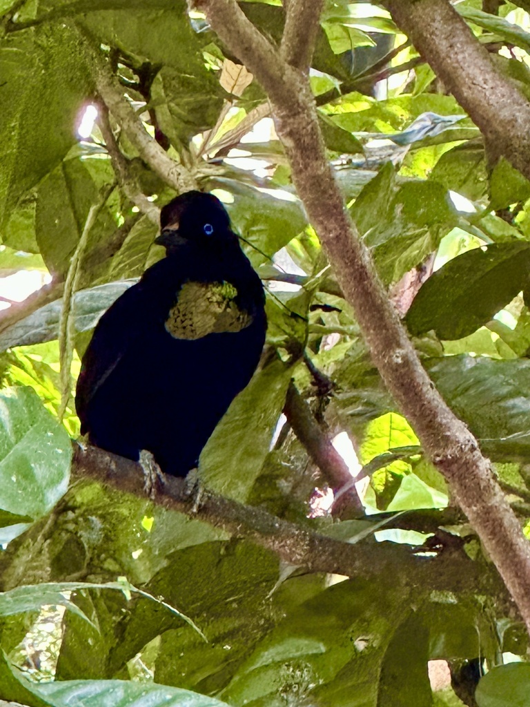 Eastern Parotia photo
