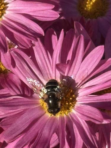 Unknown species found near Staten Island, New York, NY, US
