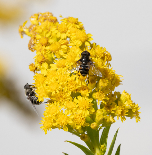 Unknown species found near West Cape May, NJ 08204, USA