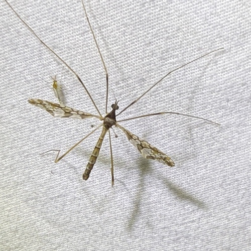 Unknown species found near Rocky Top Dr, Rougemont, NC, US