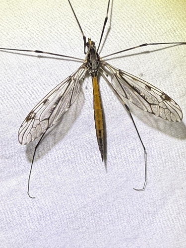 Unknown species found near Rocky Top Dr, Rougemont, NC, US