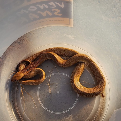 Cape Cobra