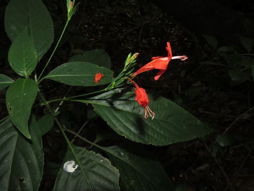 Ruellia macrophylla