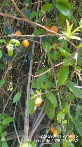 Barbados gooseberry
