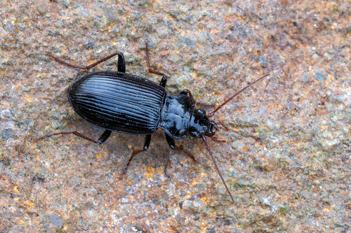 European Gazelle Beetle
