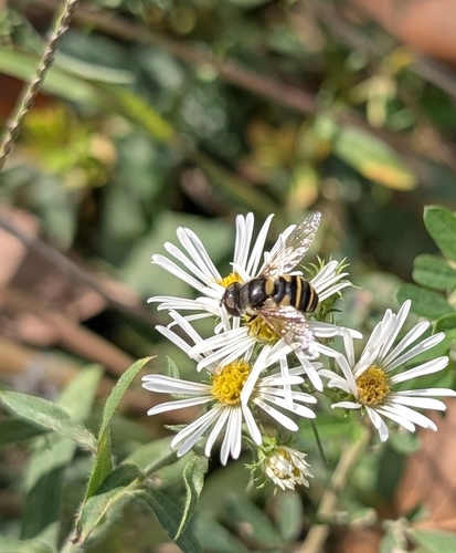 Unknown species found near XQJ9+GC, Potomac, MD 20854, USA