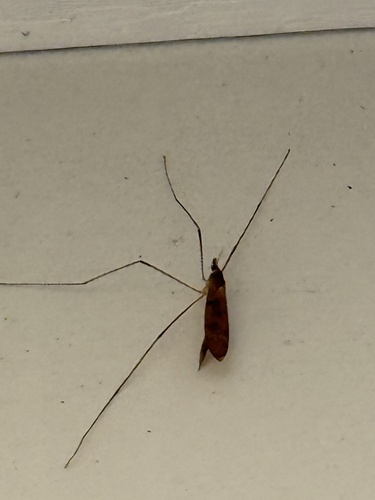 Unknown species found near Bay Branch Blvd, Fayetteville, GA, US