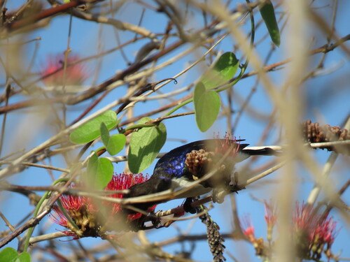 Western Violet-backed Sunbird