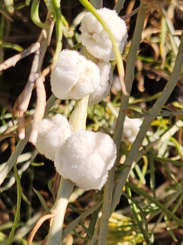 Unknown species found near Grand County, UT, USA