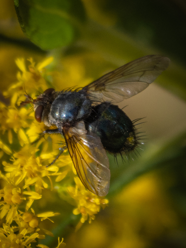 Unknown species found near Chester County, PA, USA